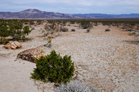 Pinto Basin, Joshua Tree NP