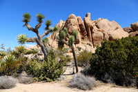 Joshua Tree NP